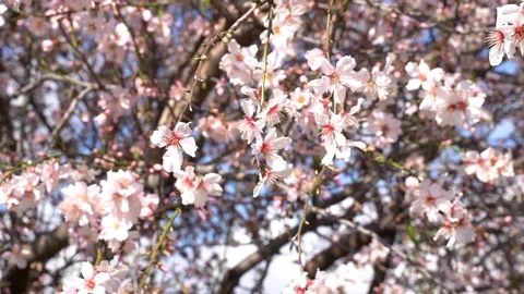 Close up of blooming Almond tree Video stock 125760901