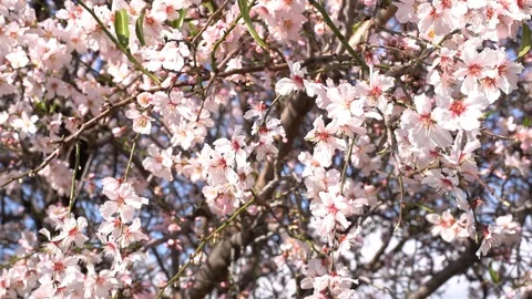 Close up of blooming Almond tree Stock Footage 125762572