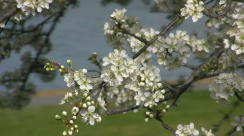 Close up of blooming apple tree branch Video stock 522224
