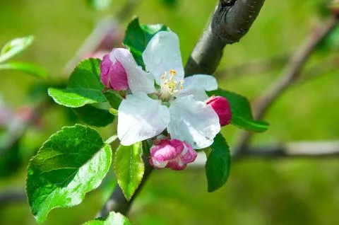 Close up of a blooming apple tree branch with pink buds and fresh water dro.. Stock Photos