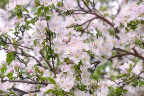 Close up of blooming apple tree branches with light pink flowers. Natural spr Stock Photos