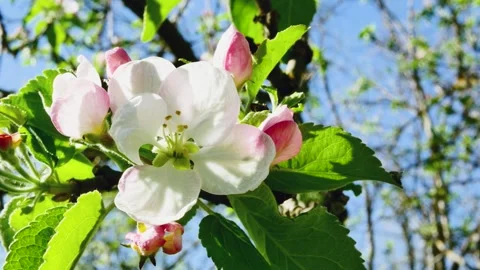 Close-up of a blooming apple tree flower against the sky in the forest Vídeos de archivo 271532322