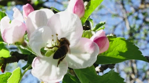 Close-up of a blooming apple tree flower with a bee swaying from the wind ag Vídeos de archivo 271532323