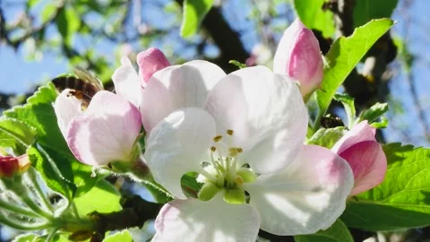 Close-up of a blooming apple tree flower with a bee against the sky in the f Vídeos de archivo 271532577