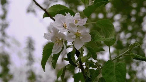 Close-up, Blooming Apple Tree Flowers in Spring Evening Stock Footage 114656811