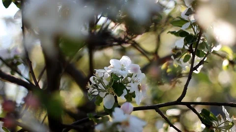 Close up blooming apple tree. Stock-Footage 129267968