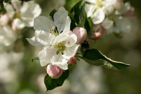A close up of blooming apple tree. Stock Photos