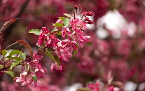 Close-up of a blooming apple tree on a sunny spring day. Beautiful background Foto stock