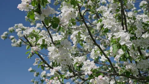 Close-up of a blooming apple tree swaying in the wind against a bright blue sky Vídeos de archivo 153803984