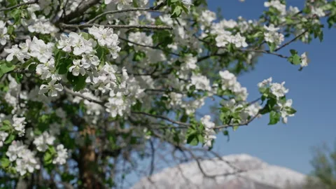 Close-up of a blooming apple tree swaying in the wind against a background of Video stock 171262793