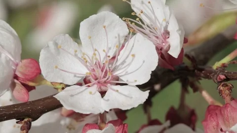 Close-up of a blooming apricot Vídeo Stock 74964800