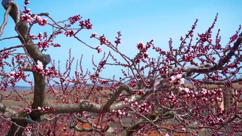 Close up of blooming apricot tree branches against a clear blue spring sky 스톡 동영상 342209175