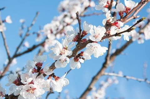 Close up of blooming apricot tree branches with delicate white spring flowers Stock Photos