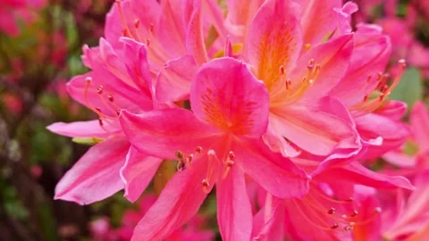 Close-up of a blooming azalea in the park. Stock Footage 252177672