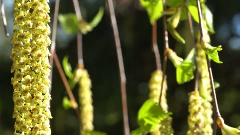 Close-up of a blooming birch tree Stock Footage 128881363