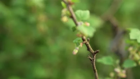 Close up of blooming black currant on green blured background. Hand-held camera Stock Footage 153678552