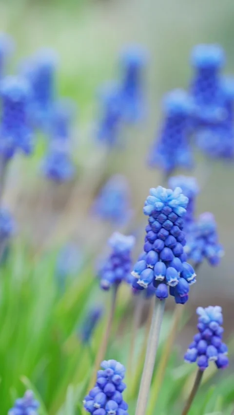 Close-up of blooming blue buds in spring, blue elegance, nature background. Stock Footage 274354522