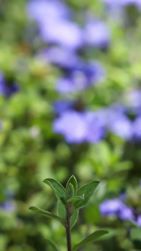 Close Up of Blooming Blue Daze Evolvulus Glomeratus Flowers in Garden Stock Footage 333300378