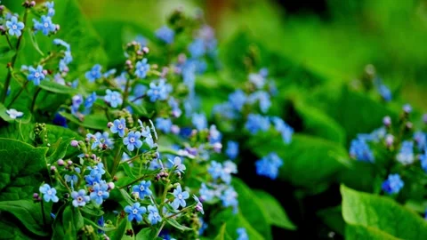 Close-up of blooming blue flowers in spring, blue elegance, nature background. Video stock 274355459