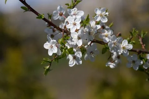 Close up of the blooming branch of the fruit tree. Stock Photos