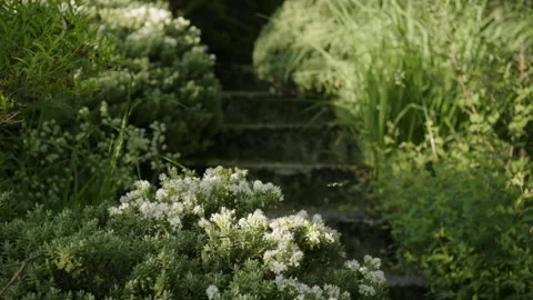 Close Up of blooming bush at steps leading through a natural garden Video stock 258407410