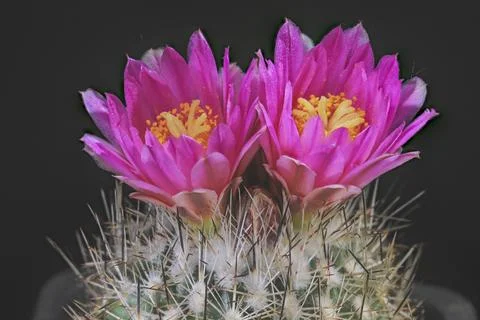 Close up of a blooming cactus with a black background Stock Photos