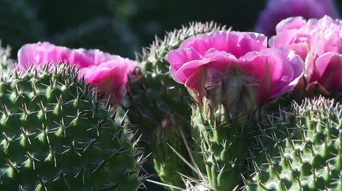 Close up blooming cactus Stock Footage 35652094