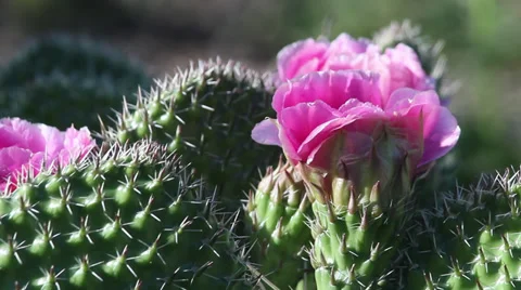 Close up blooming cactus II 動画素材 35651951