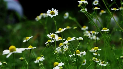 Close-up of blooming chamomile flower with soft blurred green background Stock Footage 318539398