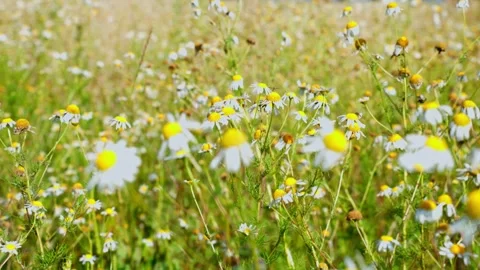 Close-up of blooming chamomile flowers in a summer meadow, with white petals Stock Footage 341712871
