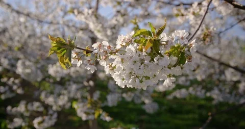 Close Up Of Blooming Cherry Blossom Leaves Stock Footage 124642107