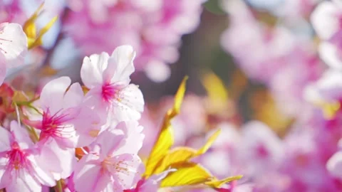Close-Up of Blooming Cherry Blossoms Against Blue Sky, Spring Nature Background Stock Footage 331142291