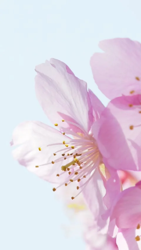 Close-Up of Blooming Cherry Blossoms Against Blue Sky, Spring Nature Background Stock Footage 331437465