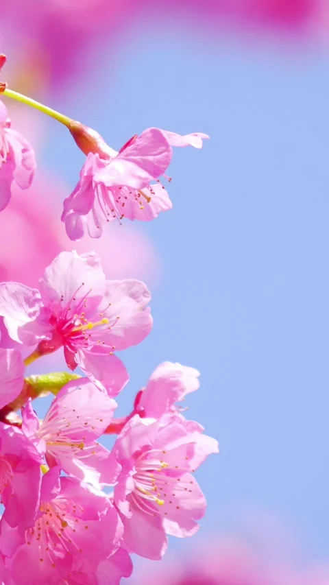 Close-Up of Blooming Cherry Blossoms Against Blue Sky, Spring Nature Background Stock Footage 331437520