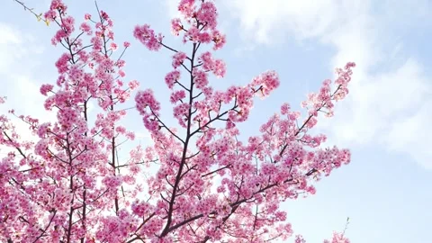 Close-Up of Blooming Cherry Blossoms Against Blue Sky, Spring Nature Background 스톡 동영상 331788211