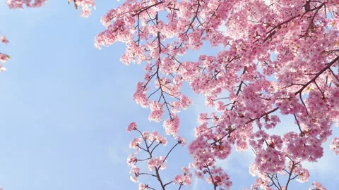 Close-Up of Blooming Cherry Blossoms Against Blue Sky, Spring Nature Background Stock Footage 331937810