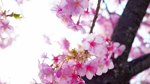 Close Up of Blooming Cherry Blossoms Glowing in Spring Sunlight Stock Footage 331632679