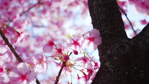 Close Up of Blooming Cherry Blossoms Glowing in Spring Sunlight Stock Footage 331632710