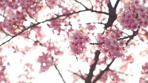 Close Up of Blooming Cherry Blossoms Glowing in Spring Sunlight Stock Footage 331703790