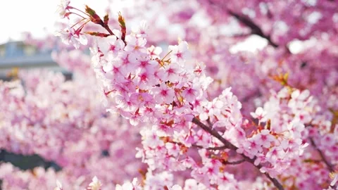 Close Up of Blooming Cherry Blossoms Glowing in Spring Sunlight 스톡 동영상 331703935