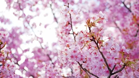 Close Up of Blooming Cherry Blossoms Glowing in Spring Sunlight 스톡 동영상 331704195