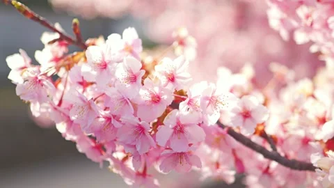 Close Up of Blooming Cherry Blossoms Glowing in Spring Sunlight Stock Footage 331704635