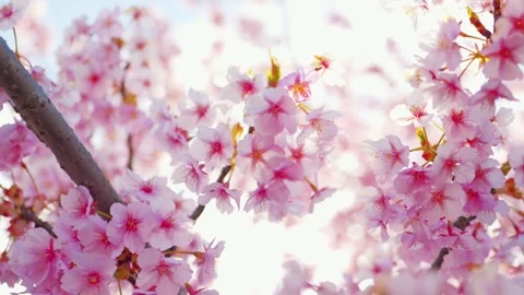 Close Up of Blooming Cherry Blossoms Glowing in Spring Sunlight Stock Footage 331704649