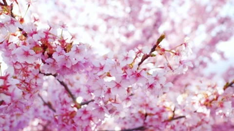 Close Up of Blooming Cherry Blossoms Glowing in Spring Sunlight Stock Footage 331704826