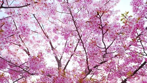 Close Up of Blooming Cherry Blossoms Glowing in Spring Sunlight Stock Footage 331705286