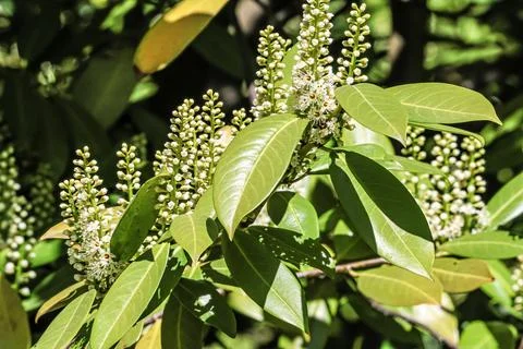Close-up of blooming cherry laurel with tiny white flowers and green leaves Stock Photos