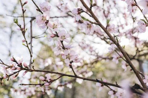 Close-up of blooming cherry or sakura branches with delicate pink flowers. Stock Photos