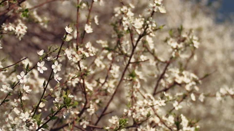 Close up of blooming cherry plum tree with bees flying around white blossoms. 4K Stock Footage 159439346