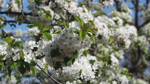 Close-Up Of A Blooming Cherry Tree Against A Blue Sky. Dreamy cherry blossoms Stock Footage 163423060