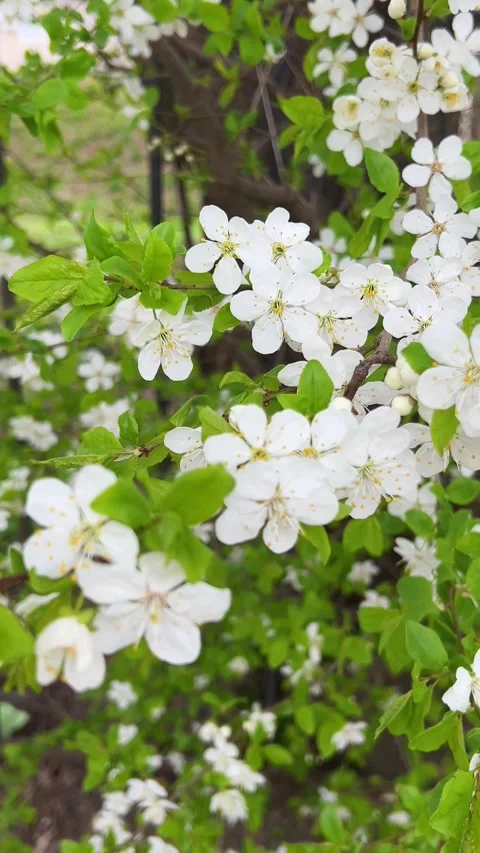 Close up of blooming cherry tree branches with white flowers.  Stock Footage 333633509